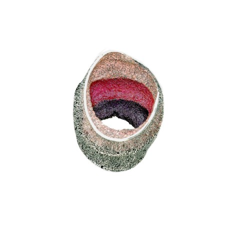 Colgante Sinera